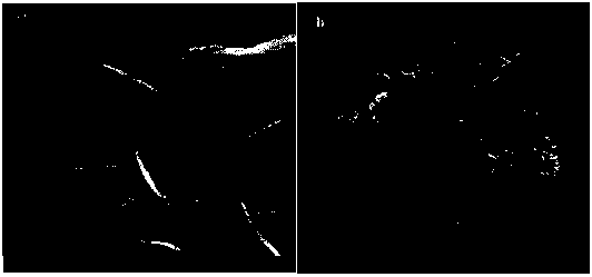 Ferro-tungsten composite oxide denitrification catalyst with flower petal structure and preparation method and application of ferro-tungsten composite oxide denitrification catalyst with flower petal structure