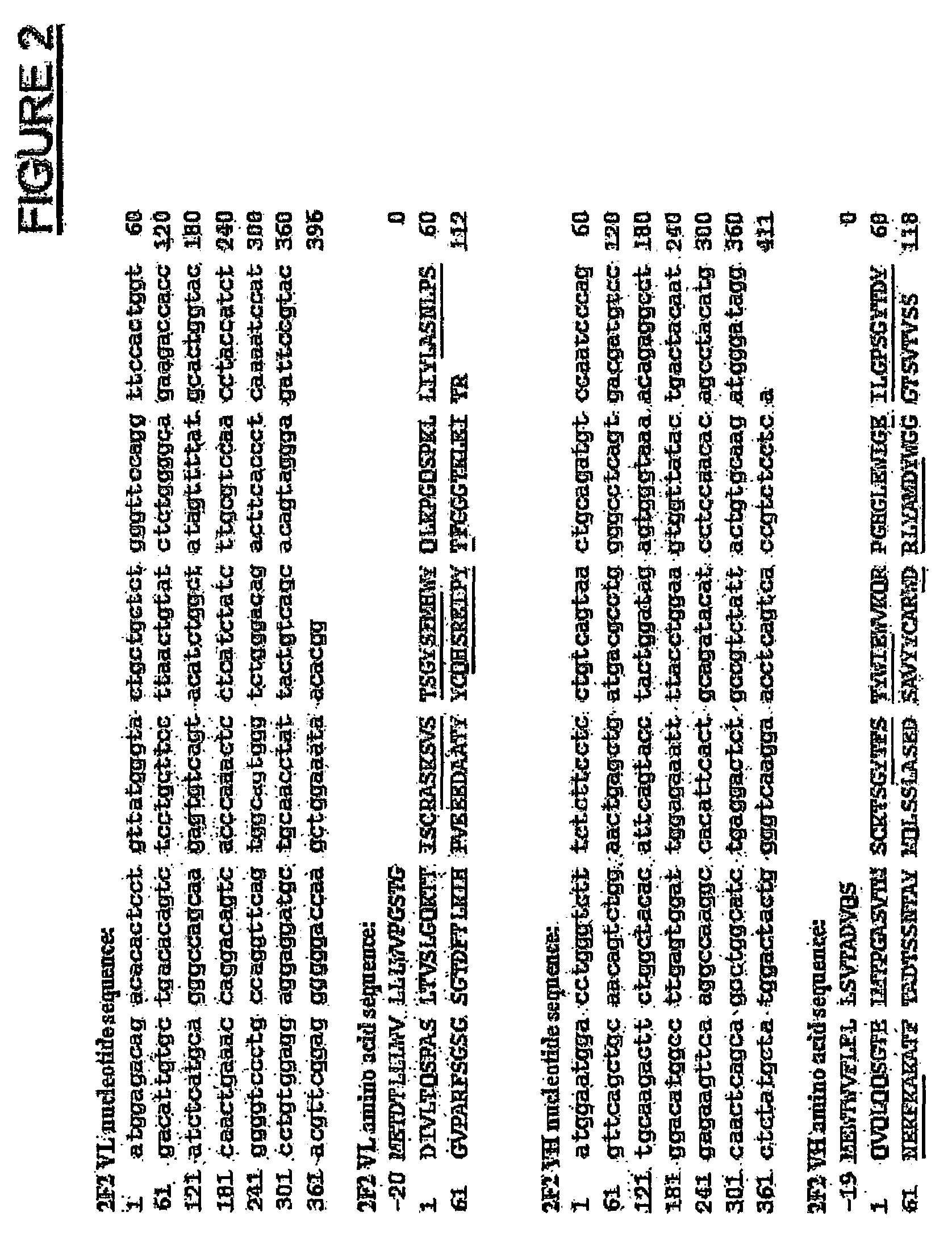 Anti-cd70 antibody-drug conjugates and their use for the treatment of cancer and immune disorders