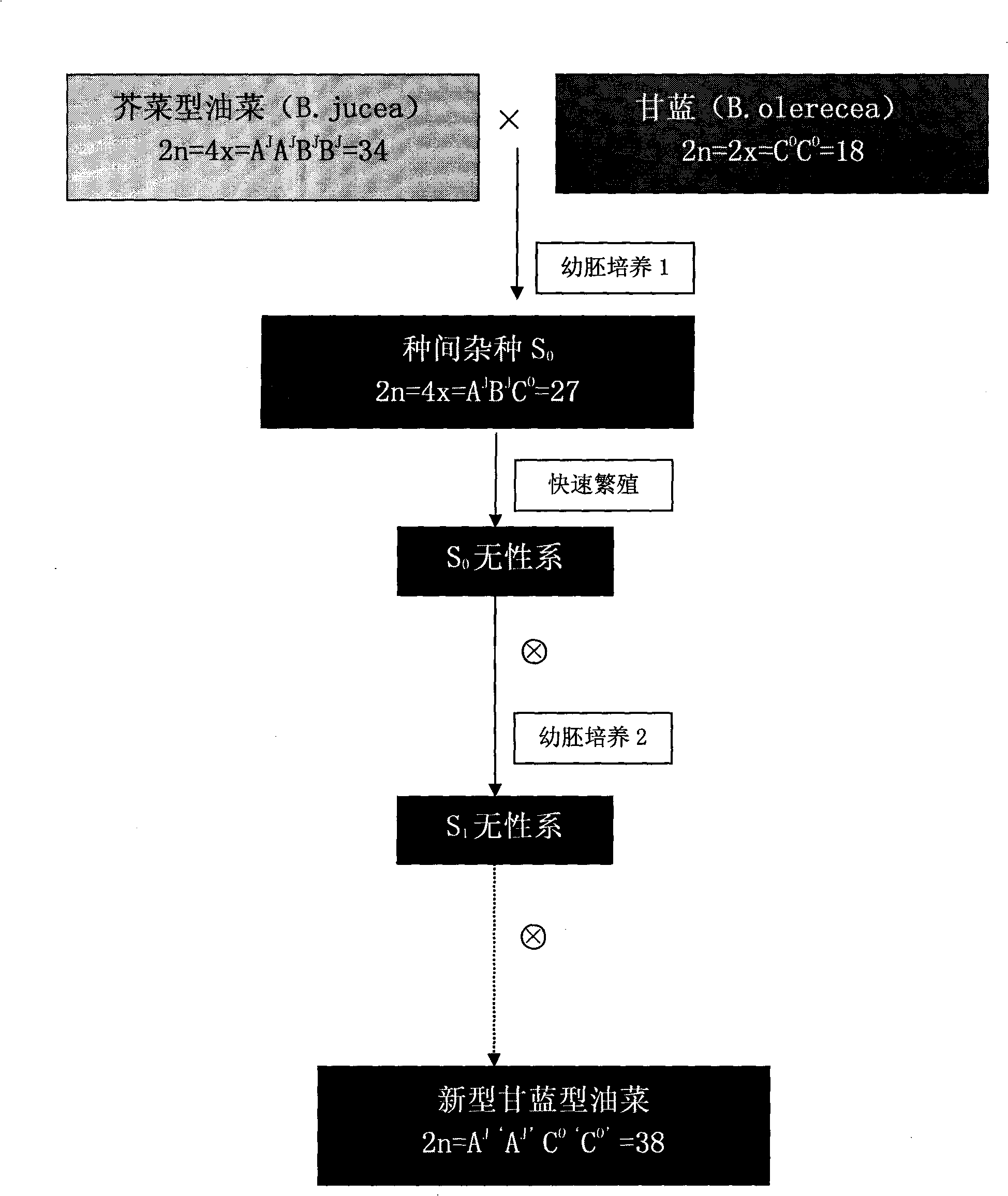 Method for artificially developing novel brassica napus