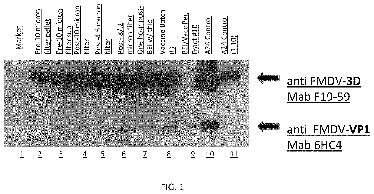 Foot-and-mouth disease vaccine