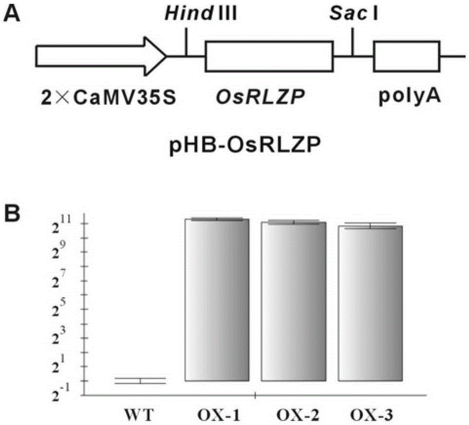 A zinc finger protein gene osrlzp controlling rice leaf shape and its application