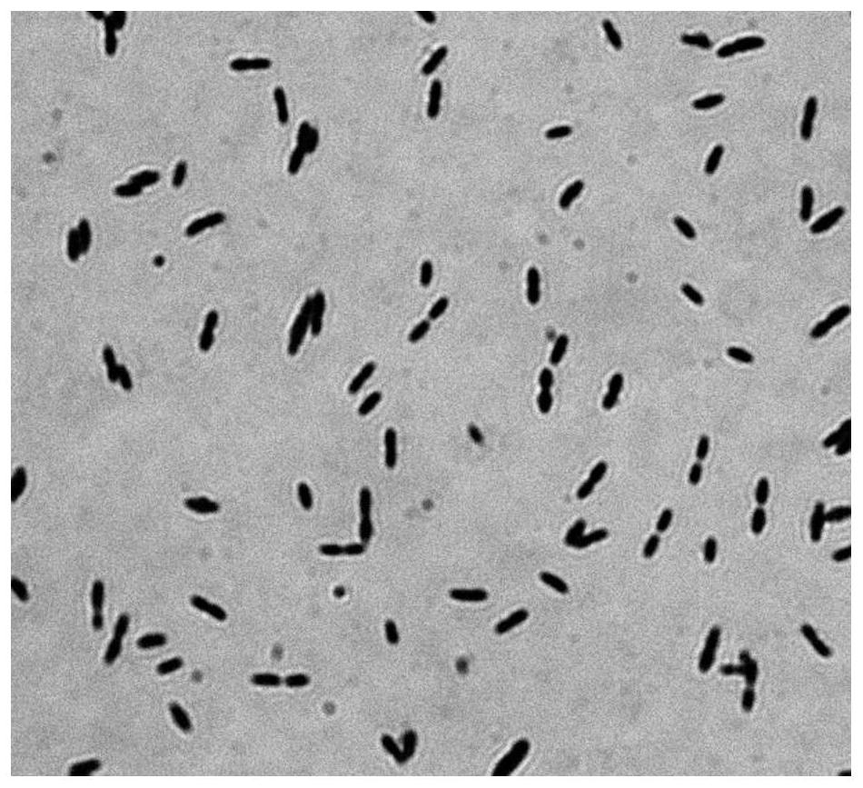 Lactic acid-producing caproiciproducens derived from pit mud for white spirit brewing and application of lactic acid-producing caproiciproducens