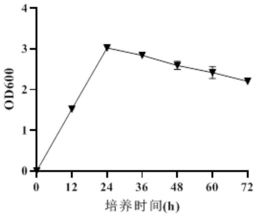 Lactic acid-producing caproiciproducens derived from pit mud for white spirit brewing and application of lactic acid-producing caproiciproducens