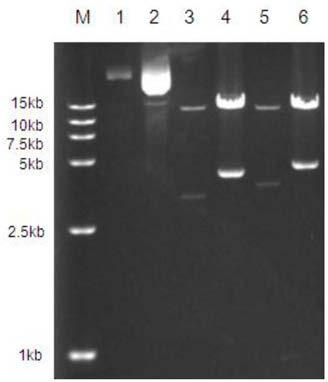 Method for increasing chloroplast genetic transformation efficiency through genome editing technique