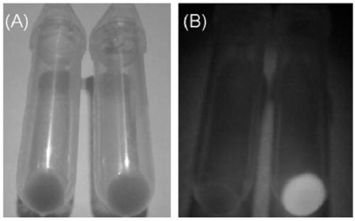 Method for increasing chloroplast genetic transformation efficiency through genome editing technique