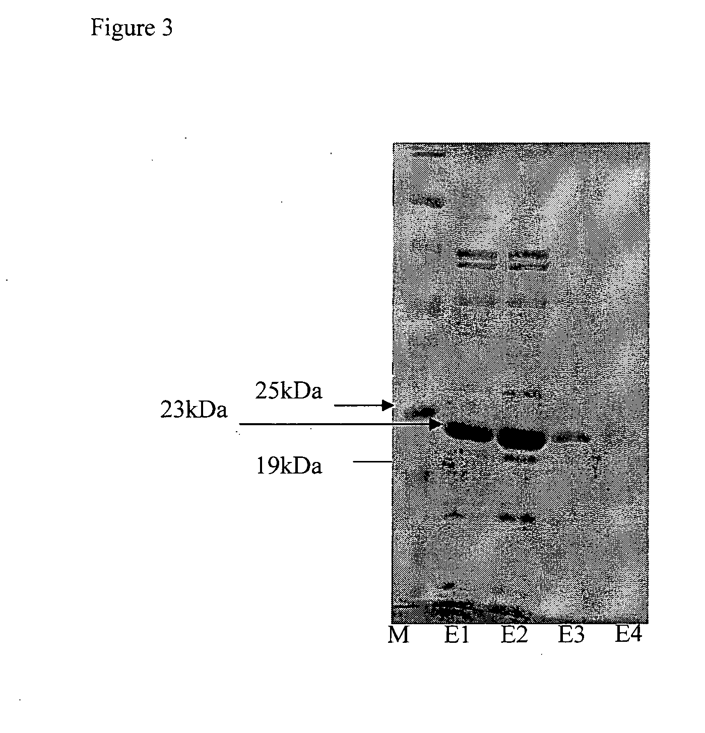 GLUTAMYL tRNA SYNTHETASE (GtS) FRAGMENTS