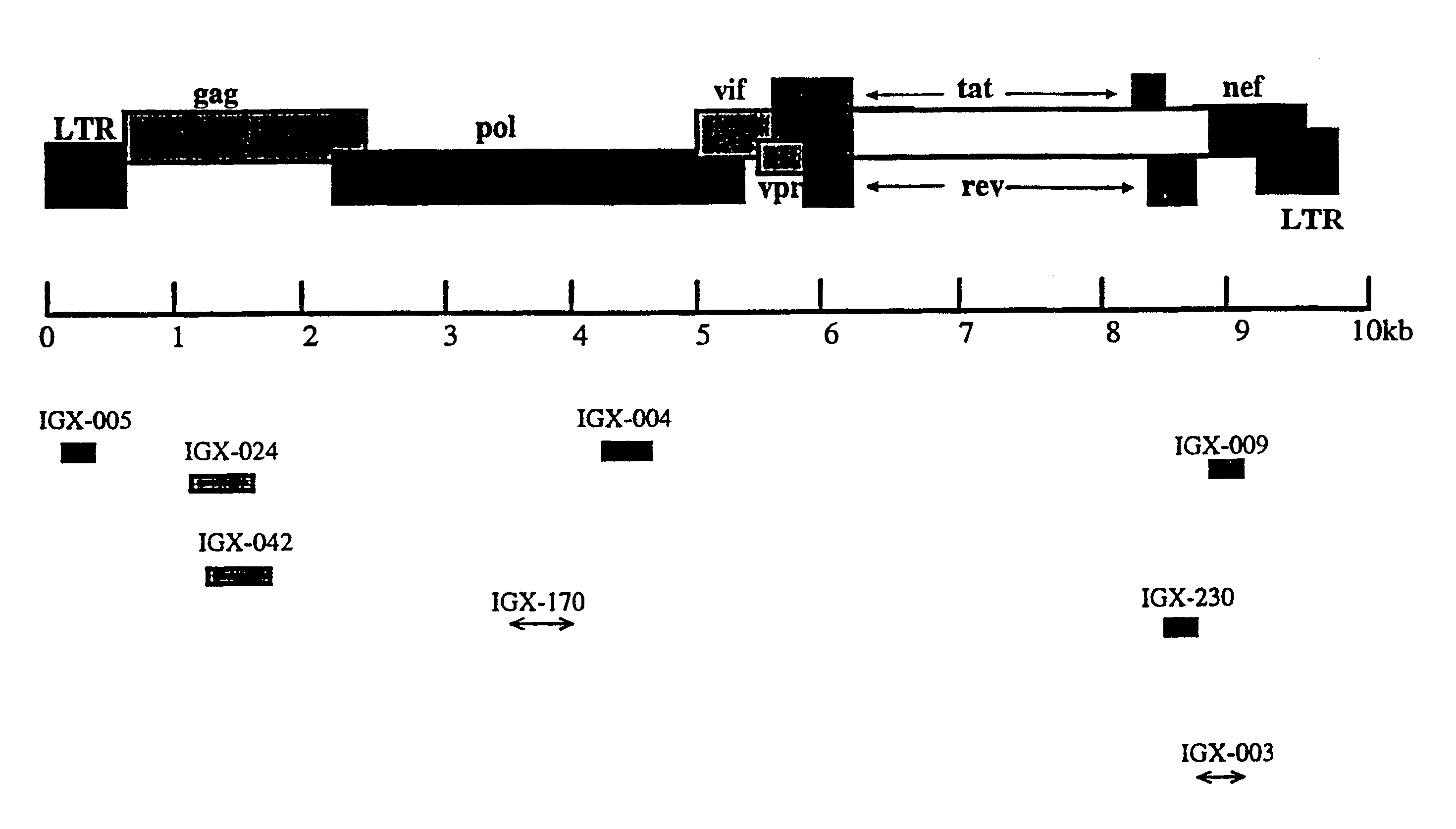 Nucleic acids encoding human immunodeficiency virus type 1 genetic suppressor elements