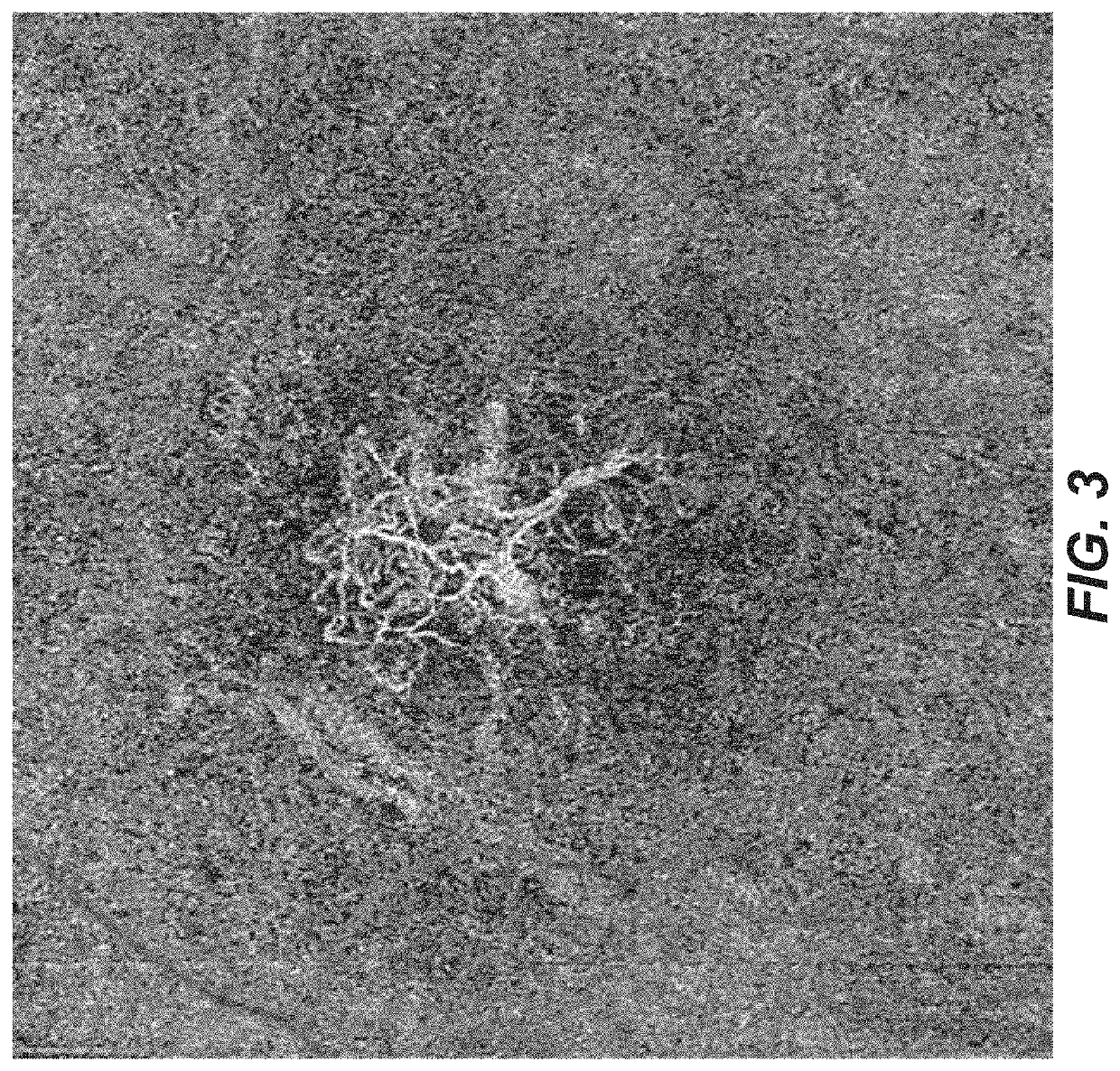 Non-leaking or minimally-leaking choroidal or retinal revascularization