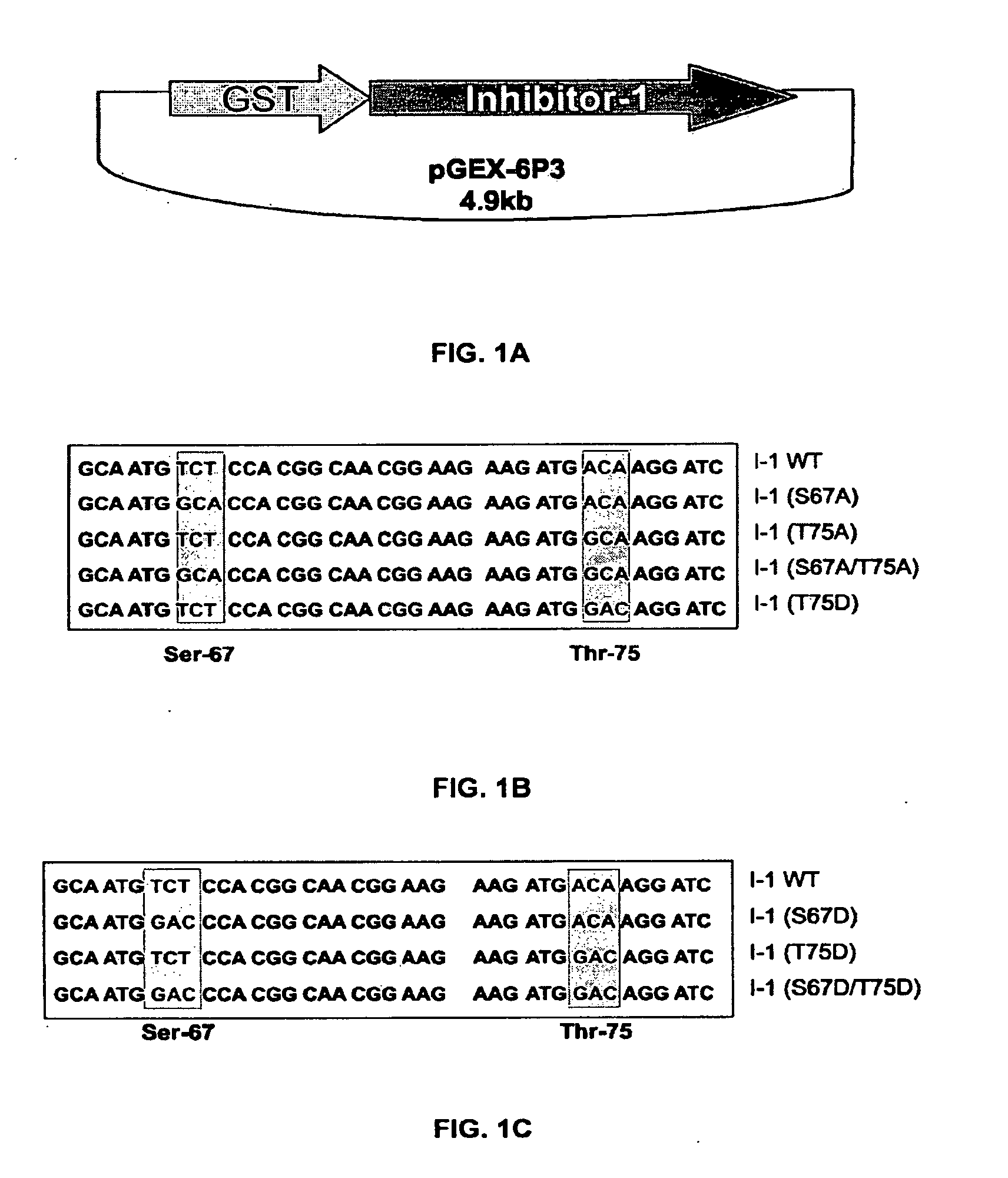 Phosphatase Inhibitor Protein-1 As A Regulator of Cardiac Function