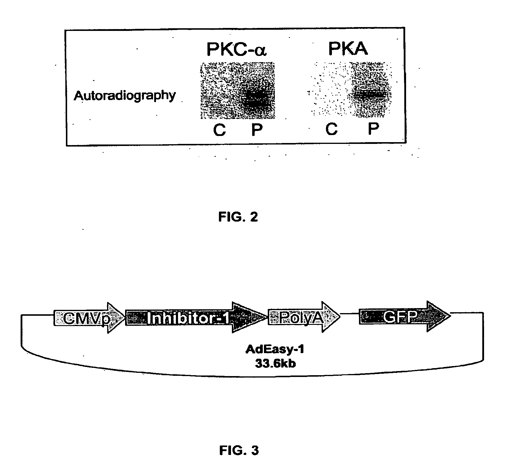 Phosphatase Inhibitor Protein-1 As A Regulator of Cardiac Function