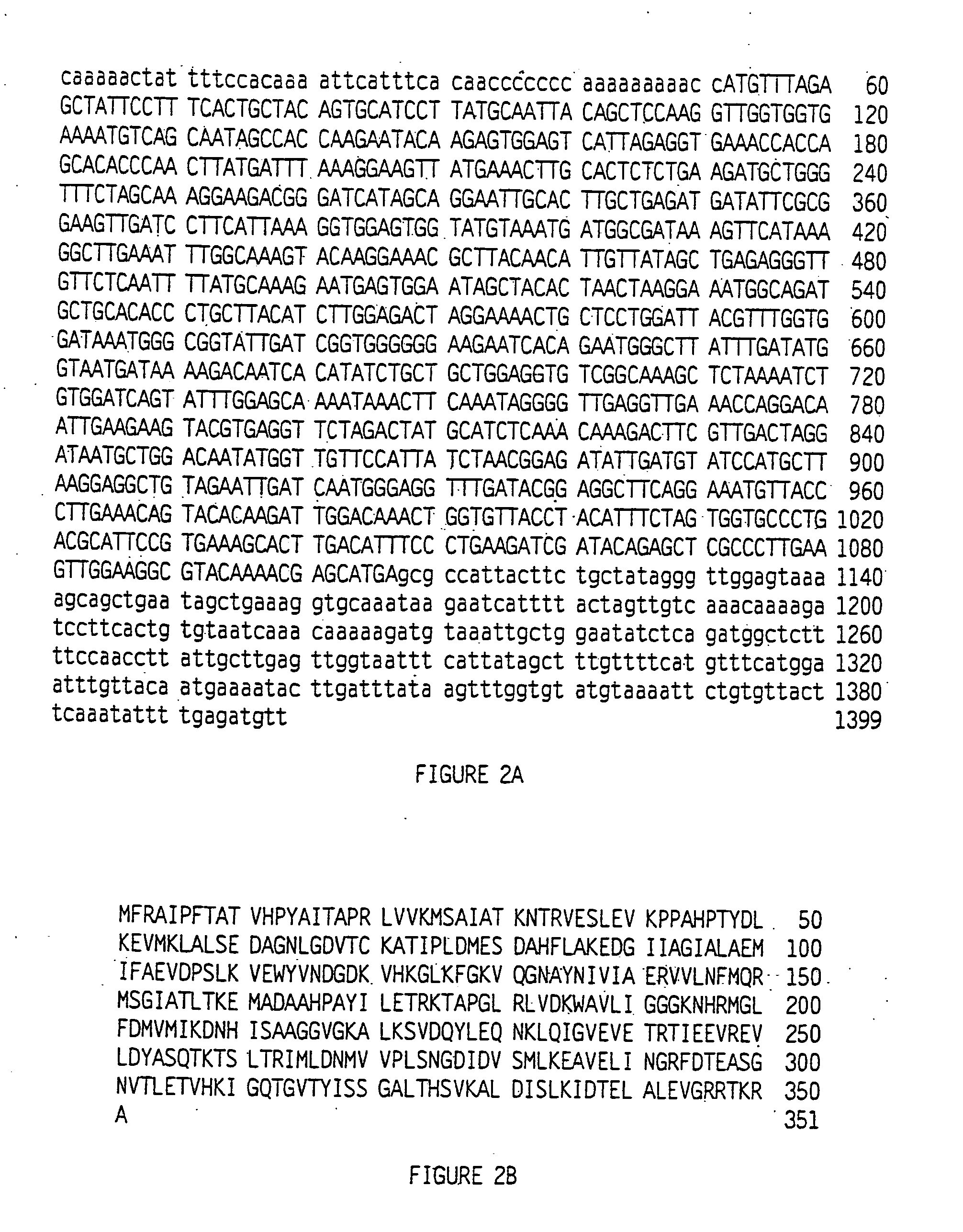 Methods and compositions for protein production in tobacco plants with reduced nicotine