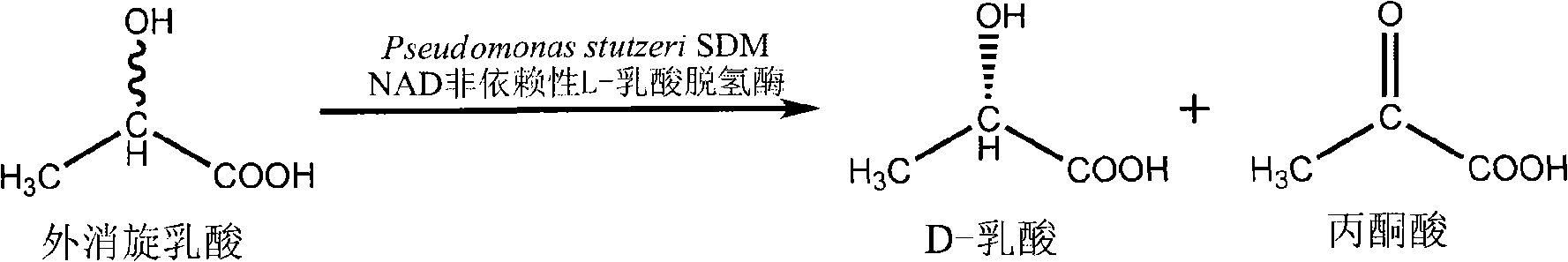 Method for producing D-lactic acid by enzyme resolution of D,L-lactic Acid