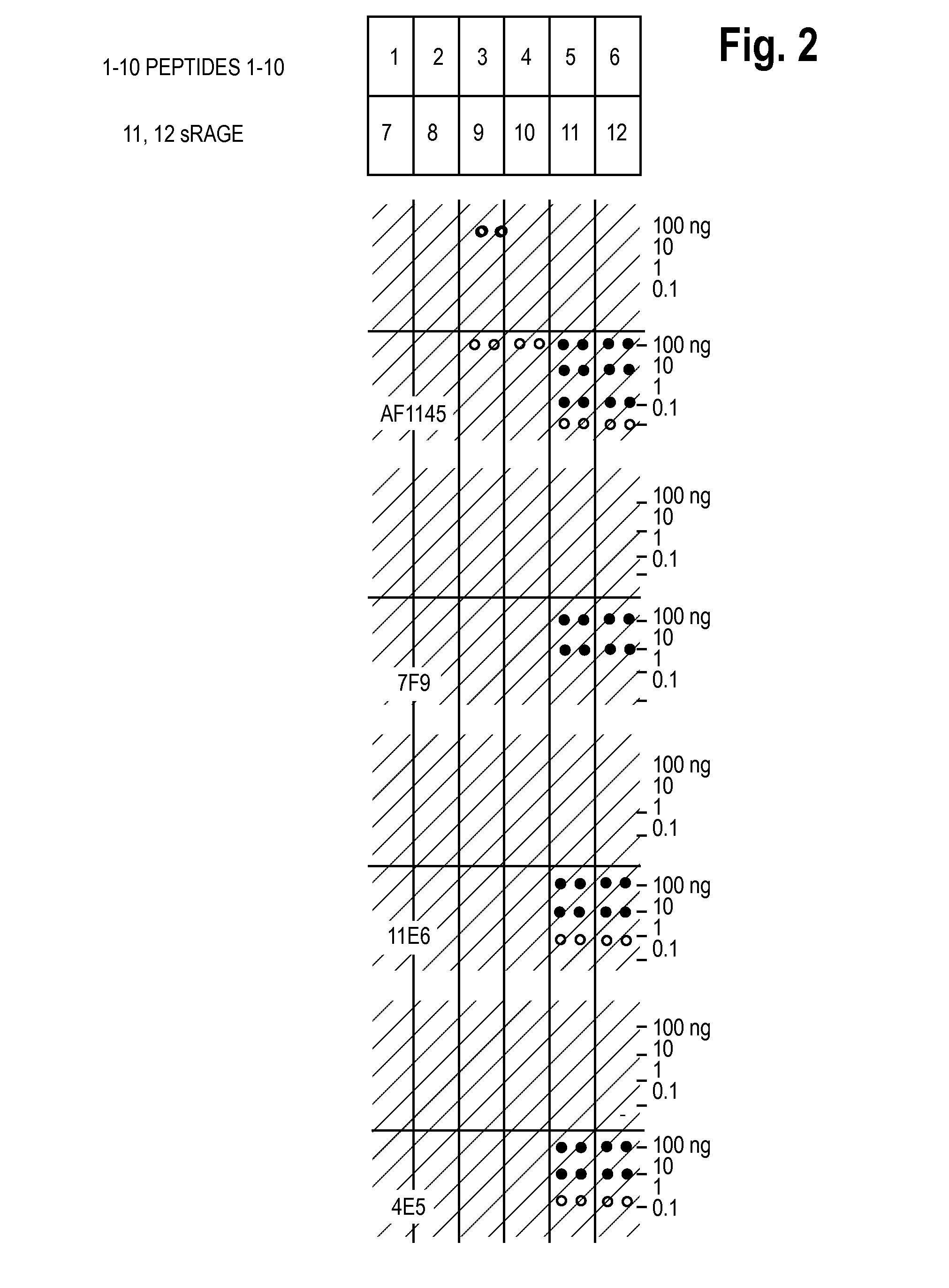 Antibodies to receptor for advanced glycation end products (RAGE) and uses thereof