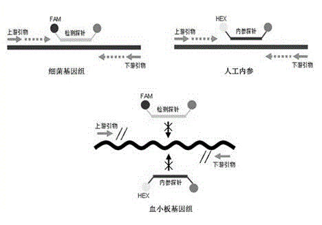 Universal type fluorescent quantitative PCR method for detecting platelet bacterial pollution