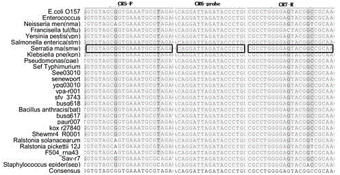 Universal type fluorescent quantitative PCR method for detecting platelet bacterial pollution