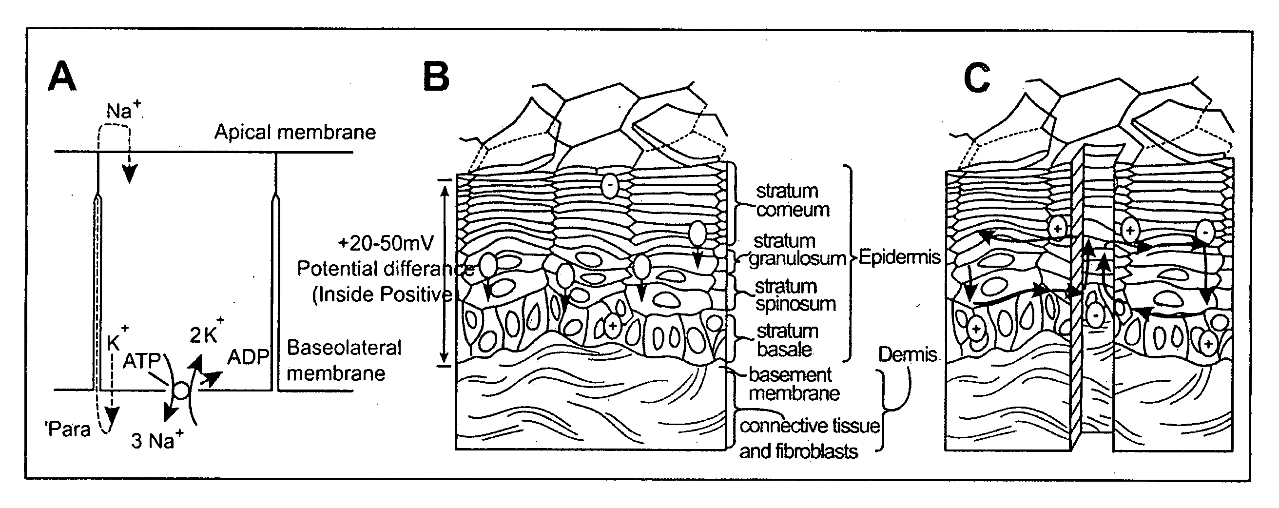 Hand-held electric field imager for measuring the electric field in mammalian skin and other epithelial structures