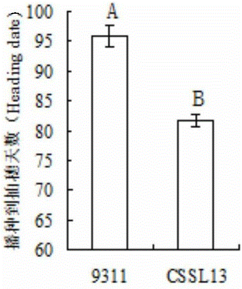 Rice early-heading main-effect QTL molecular markers, identifying method thereof, and applications of molecular markers and identifying method