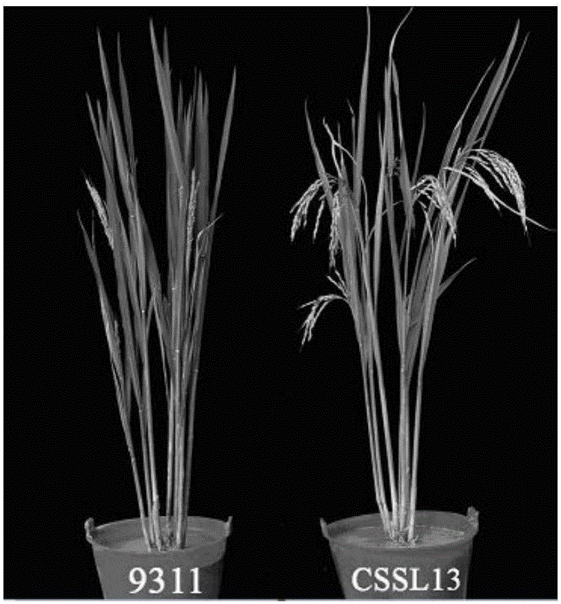 Rice early-heading main-effect QTL molecular markers, identifying method thereof, and applications of molecular markers and identifying method