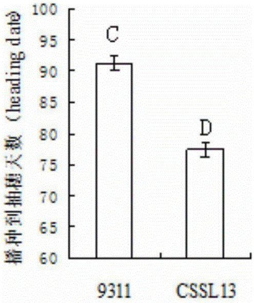 Rice early-heading main-effect QTL molecular markers, identifying method thereof, and applications of molecular markers and identifying method