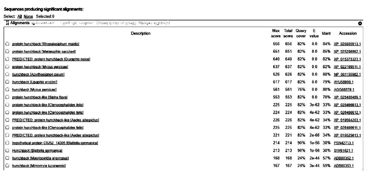 Toxoptera citricidus kirkaldy Hunchback gene, dsRNA and synthesis method and novel aphid RNAi method