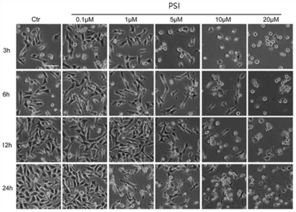 Pharmaceutical application of 2-(4-piperidinylstyrene)-1,3,3-trimethyl-3h-indolium iodide