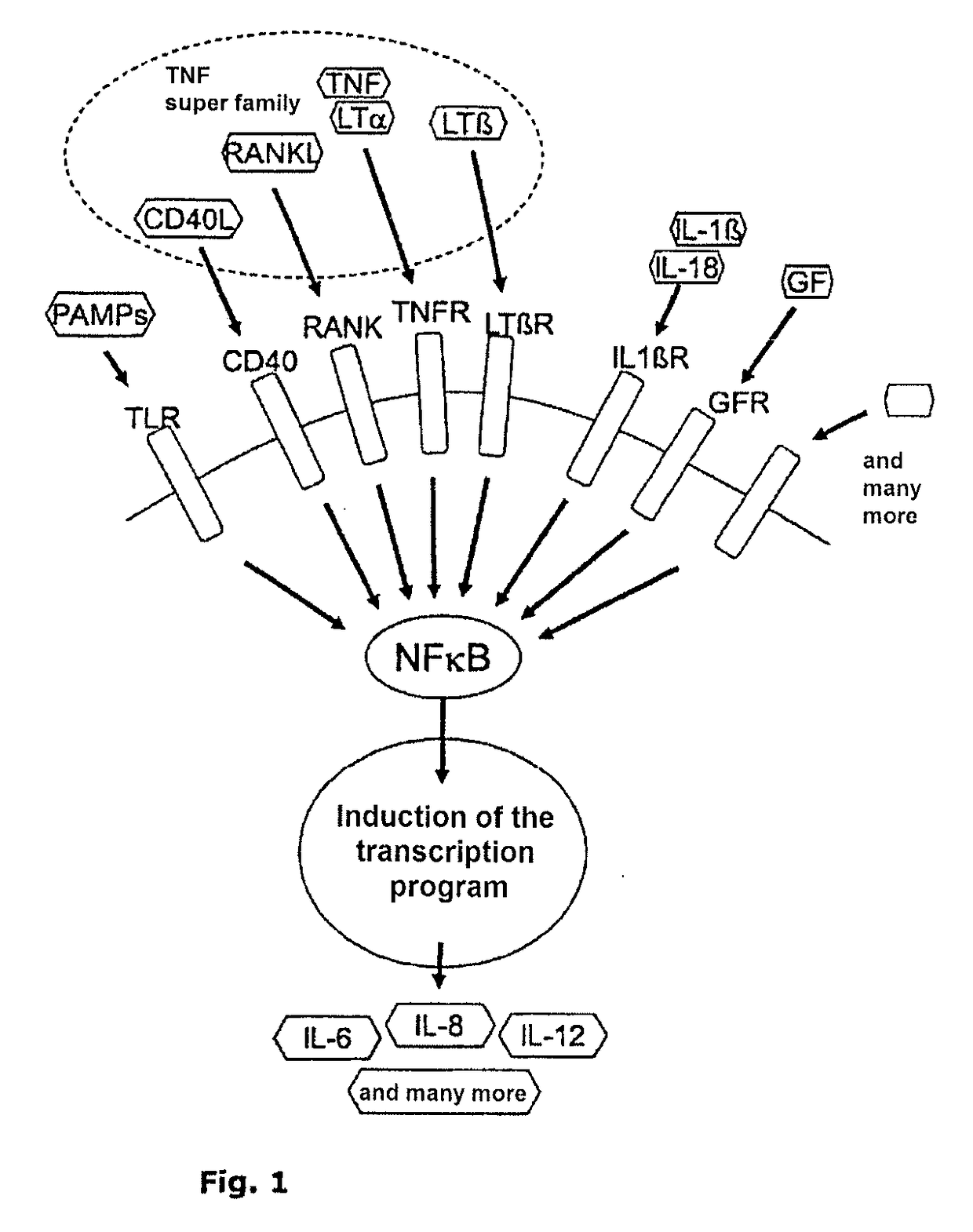 Nf-kb signaling pathway-manipulated dendritic cells