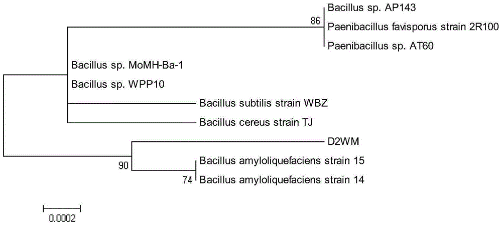 Bacillus amyloliquefaciens D2WM as well as preparation method and application of bacillus amyloliquefaciens D2WM