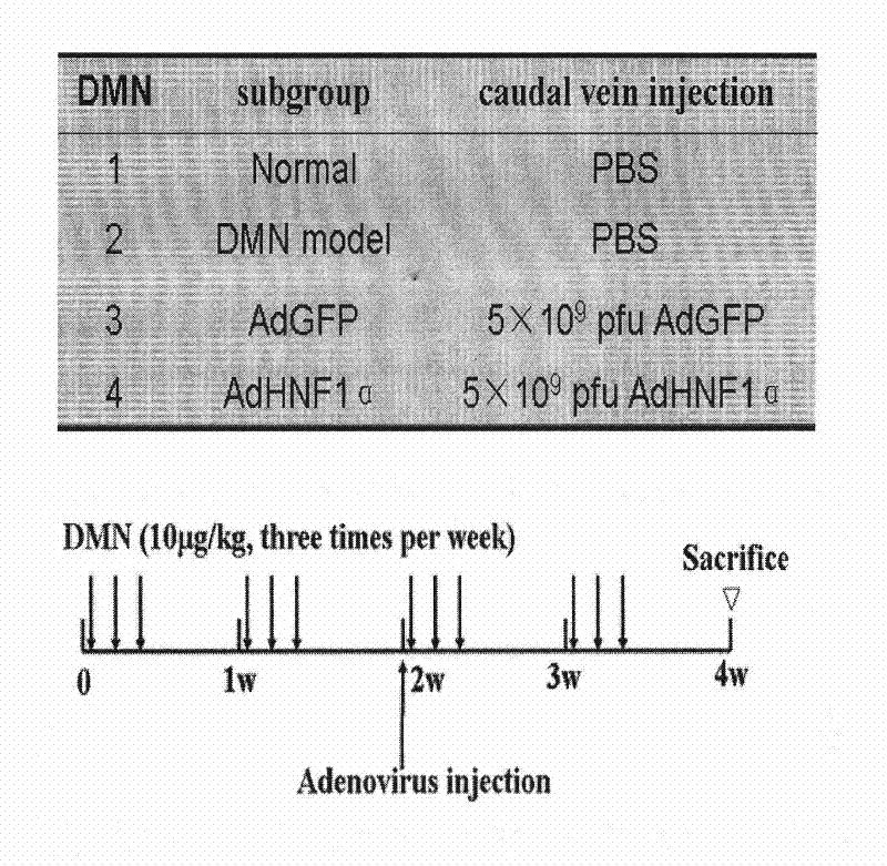 Use of hepatocyte nuclear factor-1alpha in treatment of chronic liver disease