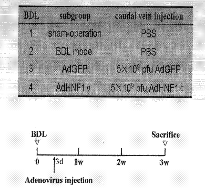 Use of hepatocyte nuclear factor-1alpha in treatment of chronic liver disease