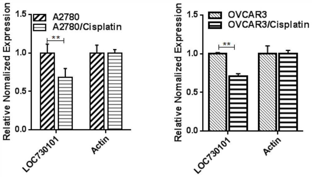 Application method of long-chain non-coding RNA LOC730101 and detection and treatment preparation