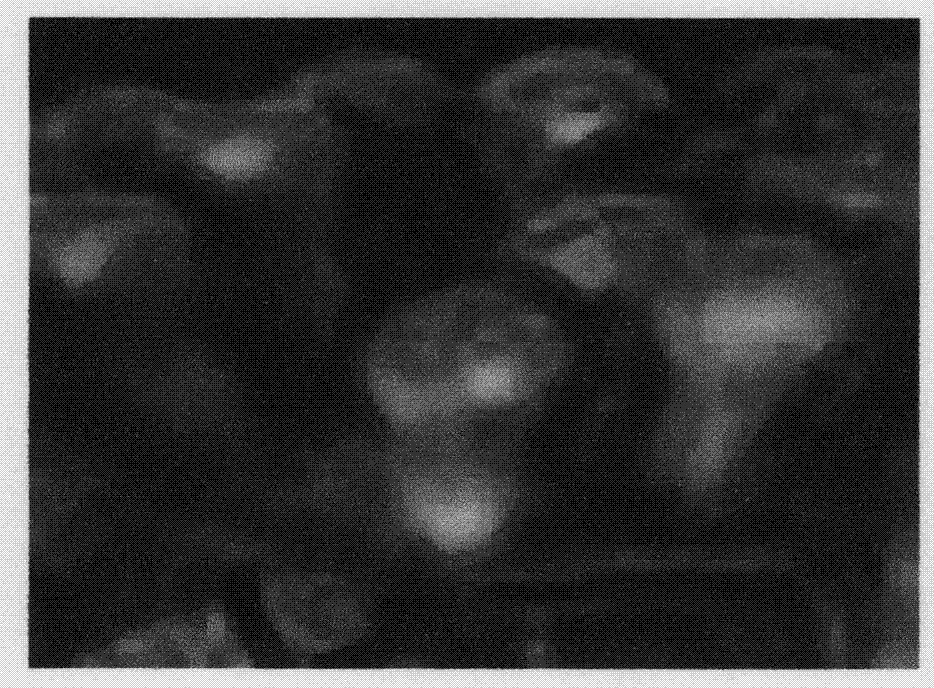 Preparation and application of novel haemagglutination antigen used for preventing infection with avian influenza virus