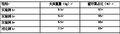 Planting method used for gastrodia elata blume