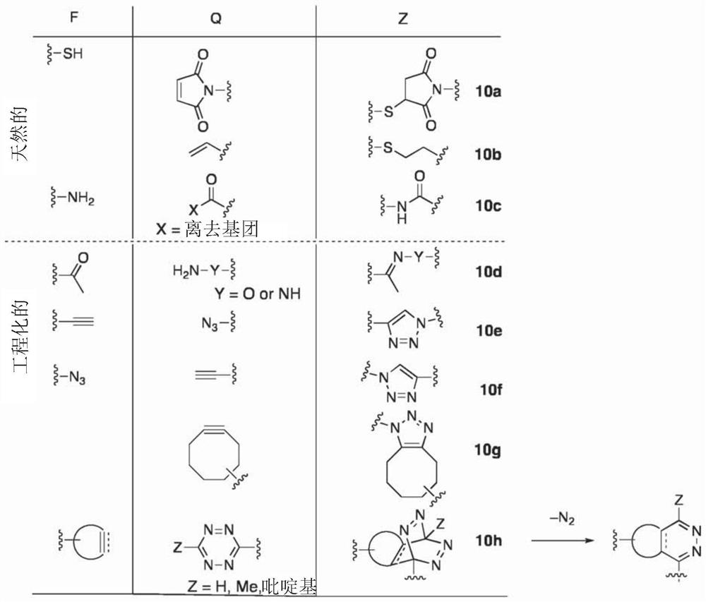 Antibody-conjugates for targeting of tumours expressing trop-2