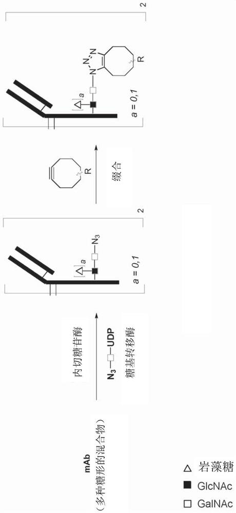 Antibody-conjugates for targeting of tumours expressing trop-2