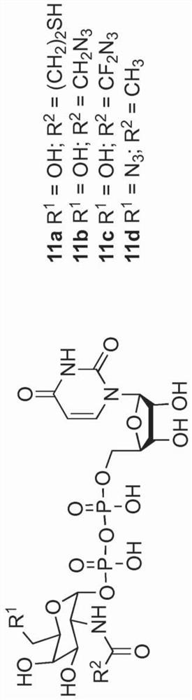 Antibody-conjugates for targeting of tumours expressing trop-2