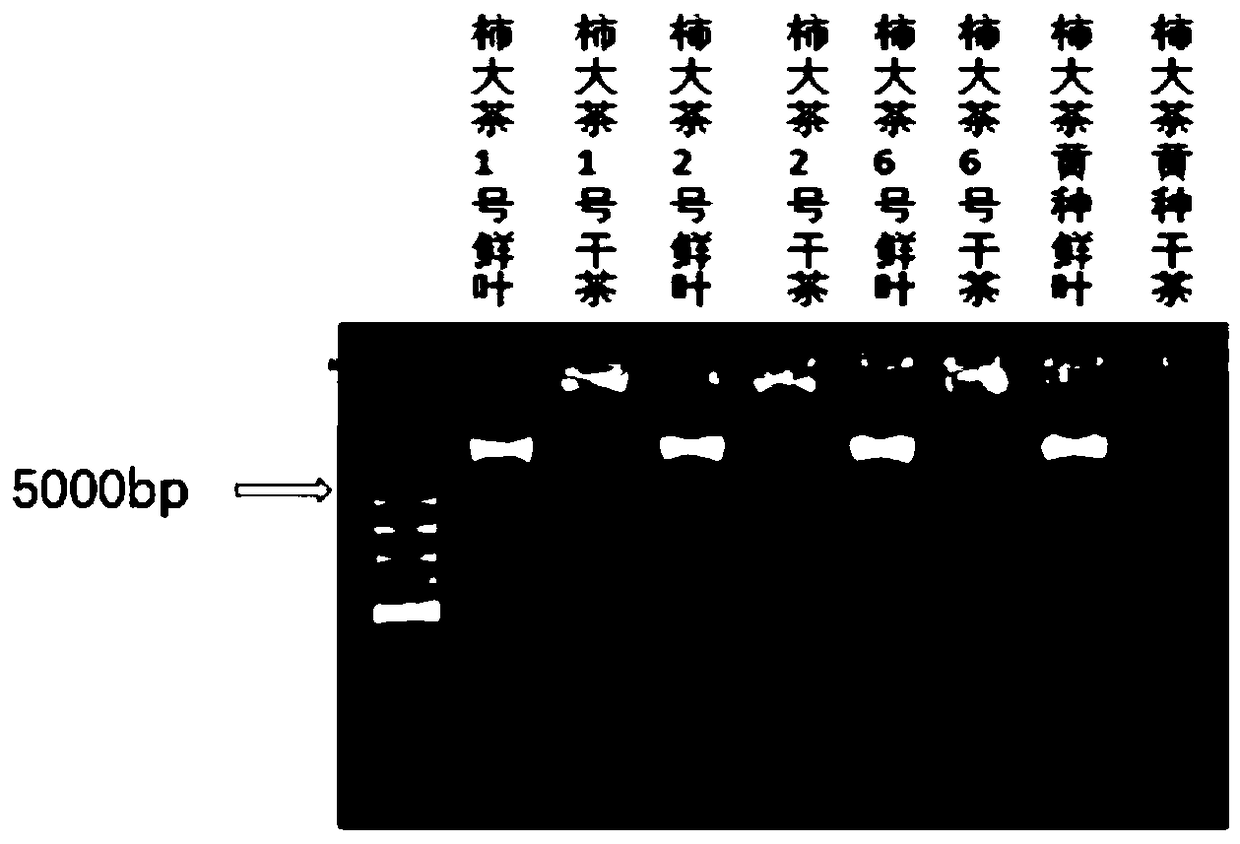 Method for identifying Shida tea varieties through SSR fingerprint spectrum