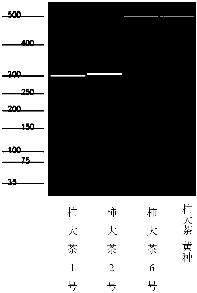 Method for identifying Shida tea varieties through SSR fingerprint spectrum