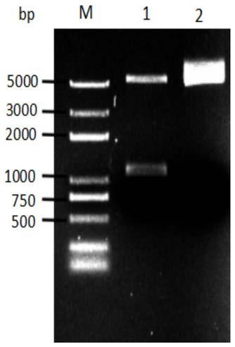 Bt protein Cyt2-like and gene and application thereof