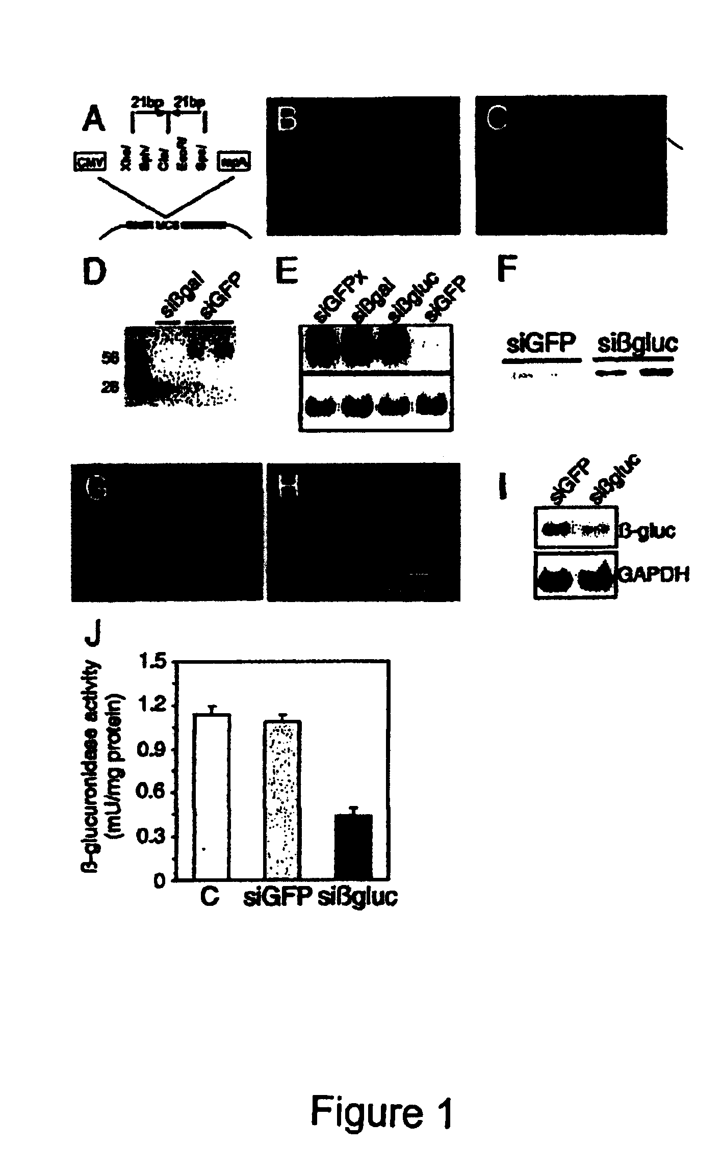 siRNA-mediated gene silencing with viral vectors