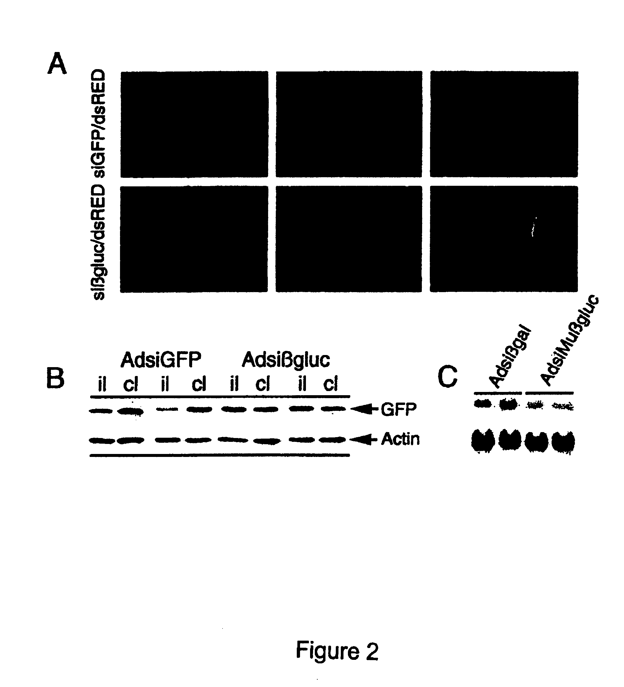 siRNA-mediated gene silencing with viral vectors