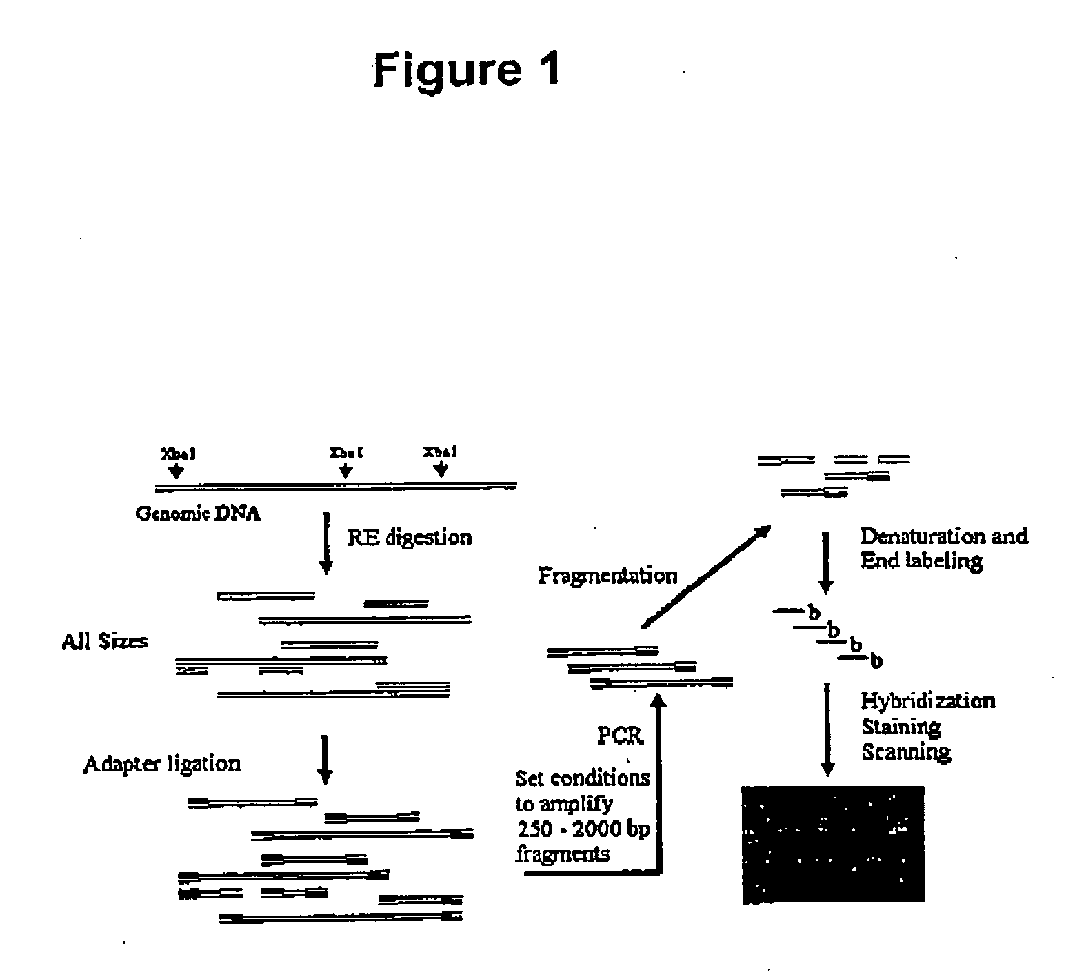 Genotyping methods