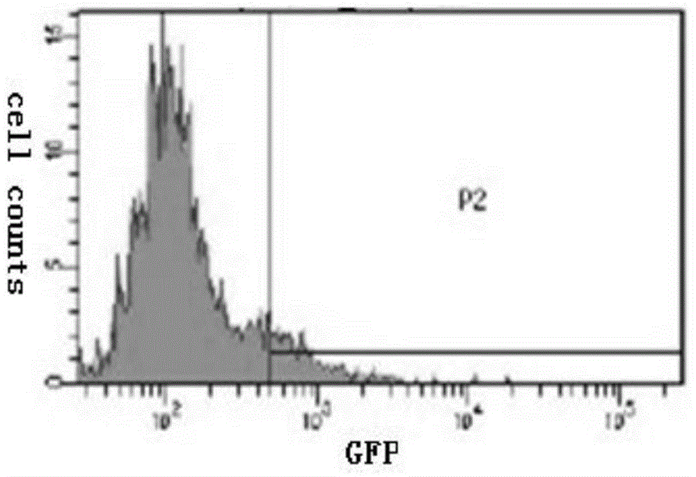 Human hematopoietic stem cell expressing human exogenous proinsulin and application thereof