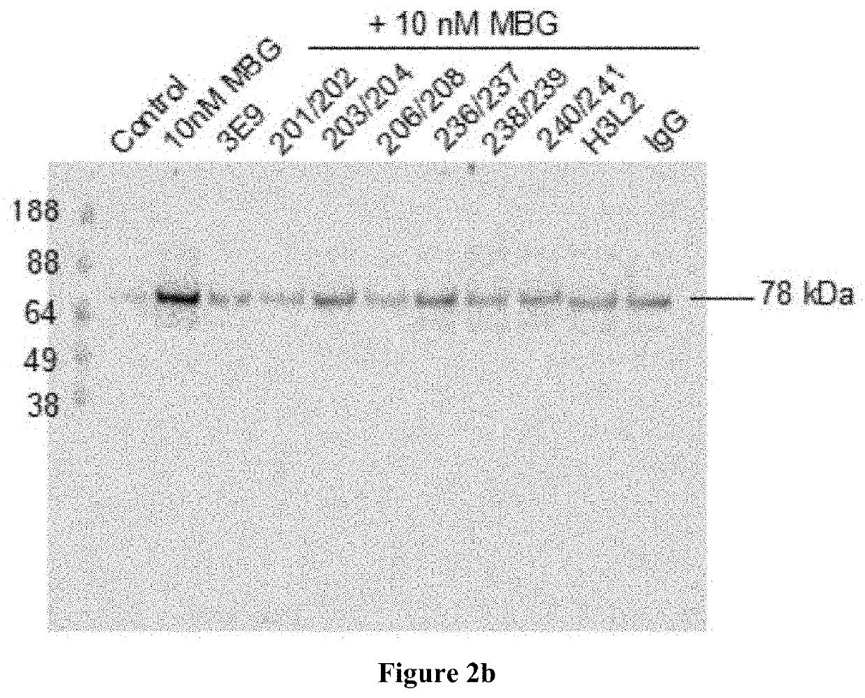 Anti-Marinobufagenin Antibodies and Uses Thereof