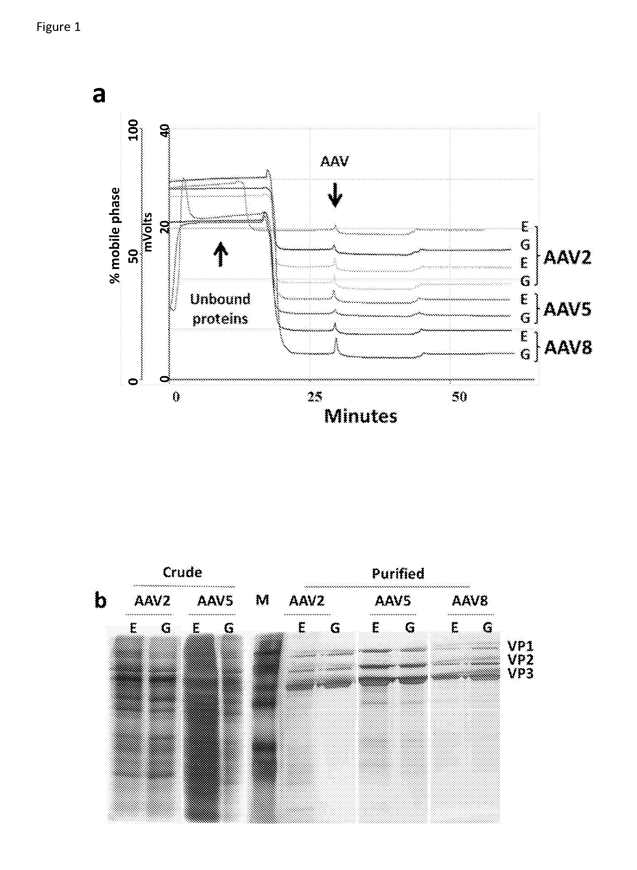 High titer production of adeno-associated viral vectors