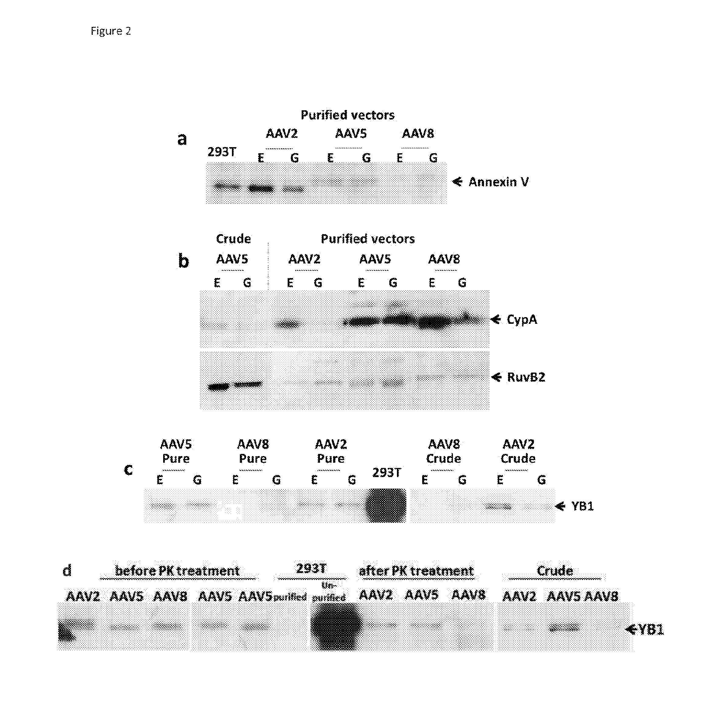 High titer production of adeno-associated viral vectors