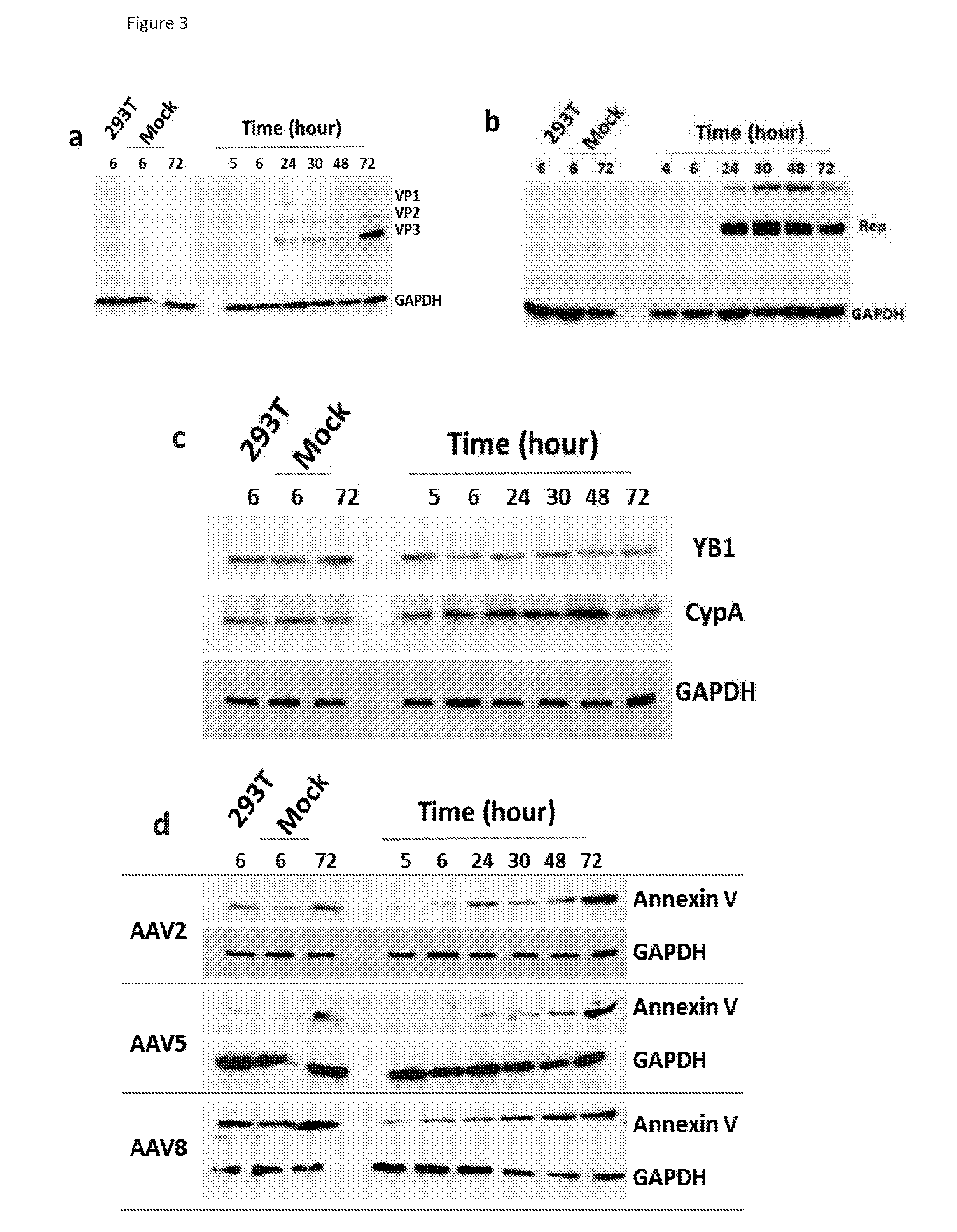 High titer production of adeno-associated viral vectors