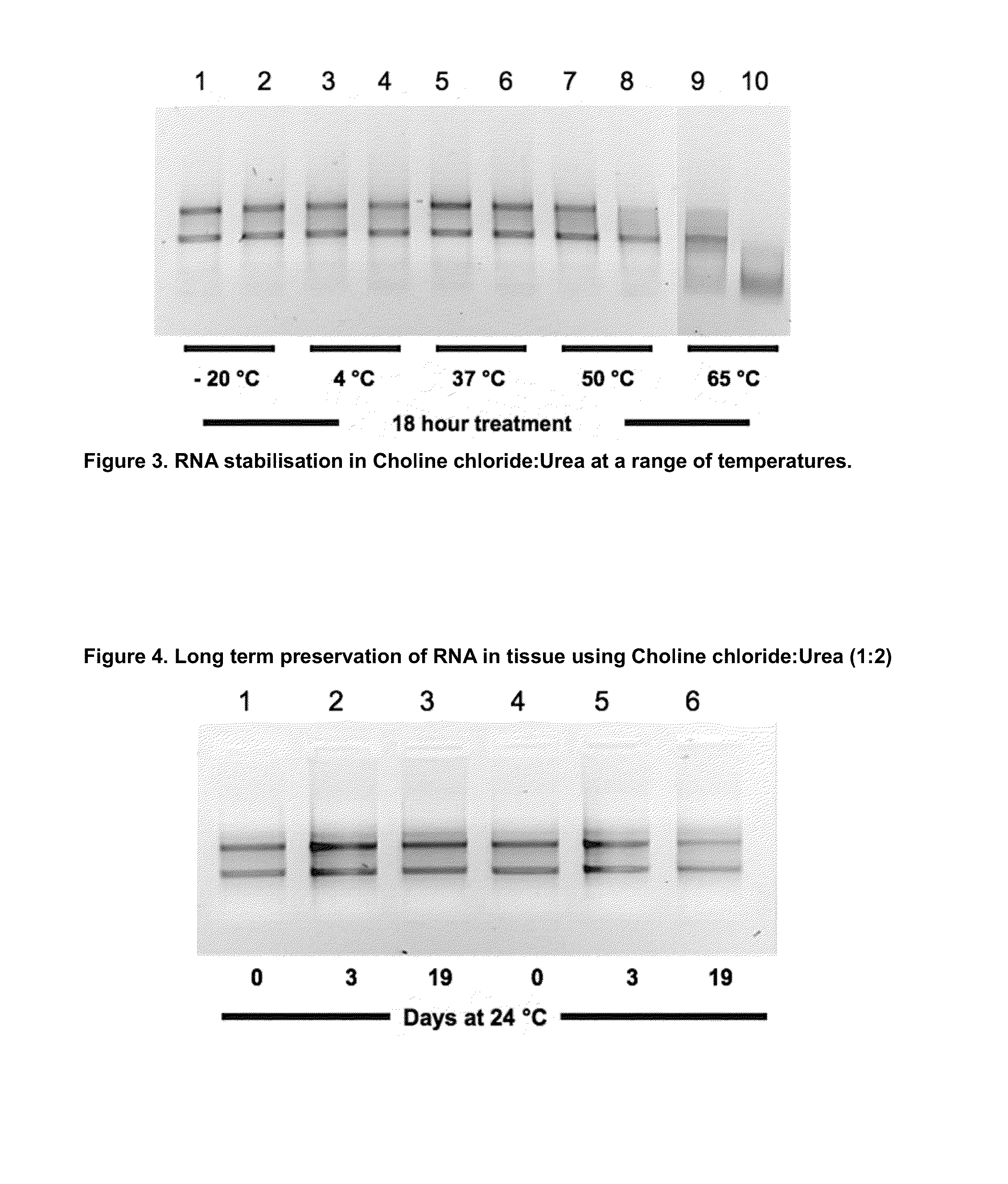 Sample fixation and stabilisation