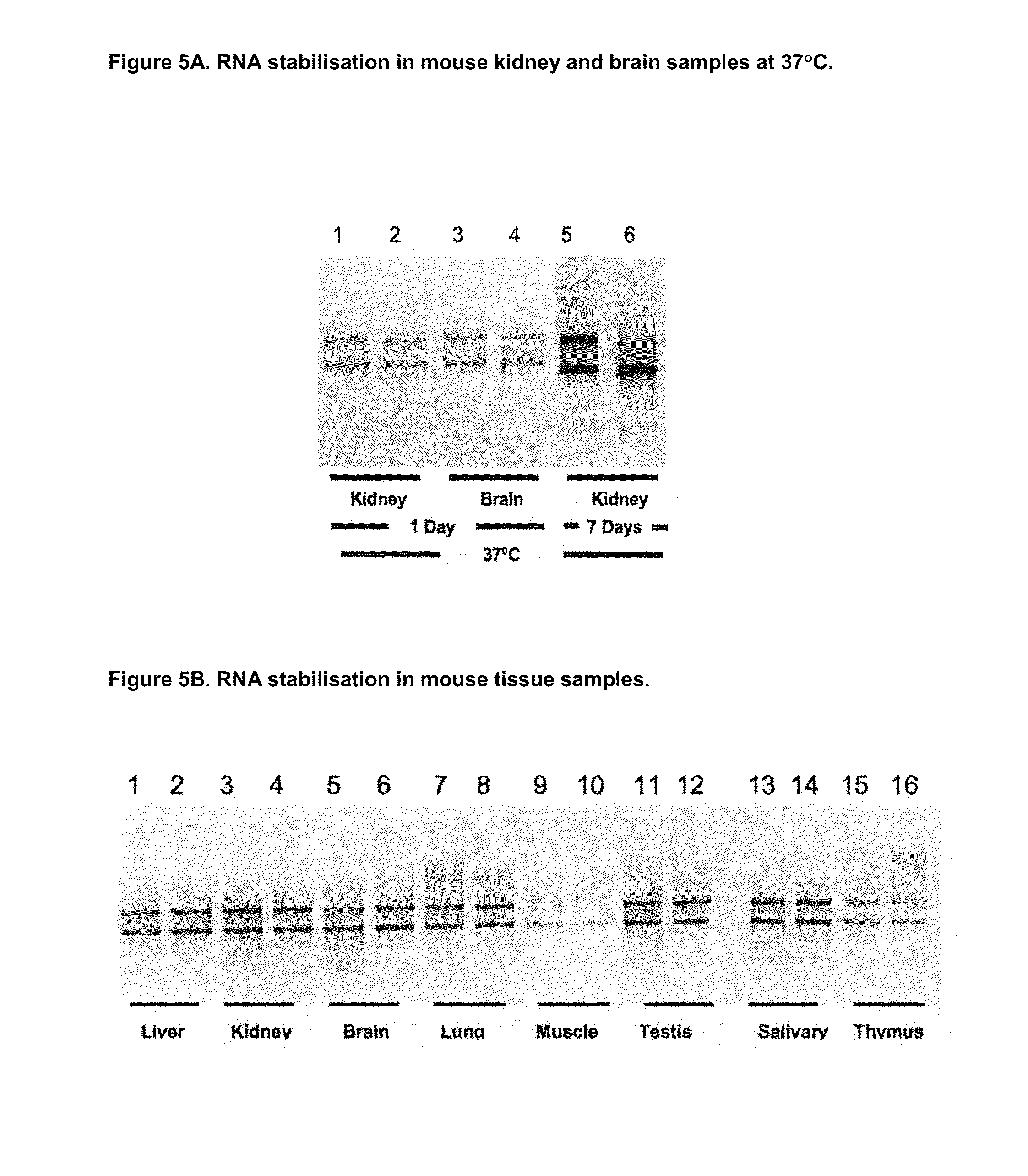 Sample fixation and stabilisation