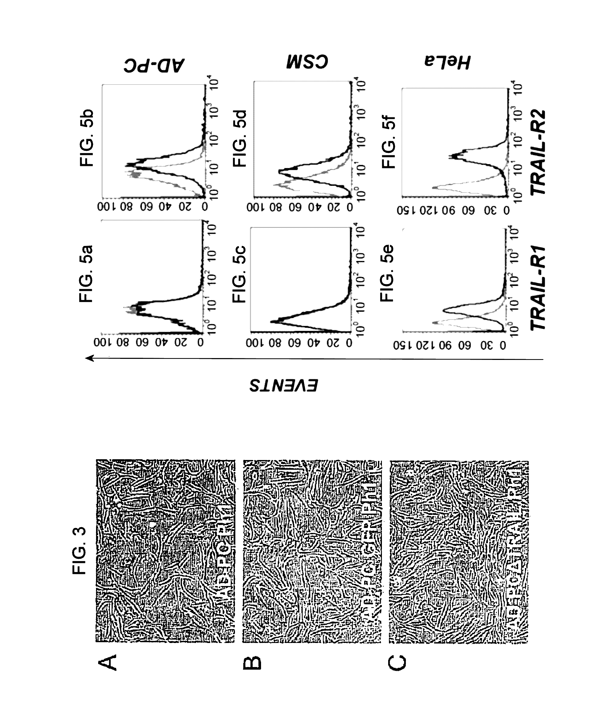 Method for production of anti-tumor TRAIL protein