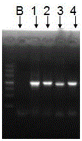 Lycium barbarum geranyl geranyl pyrophosphate synthase gene and its encoded protein and application